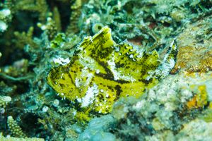 Leaf Scorpionfish