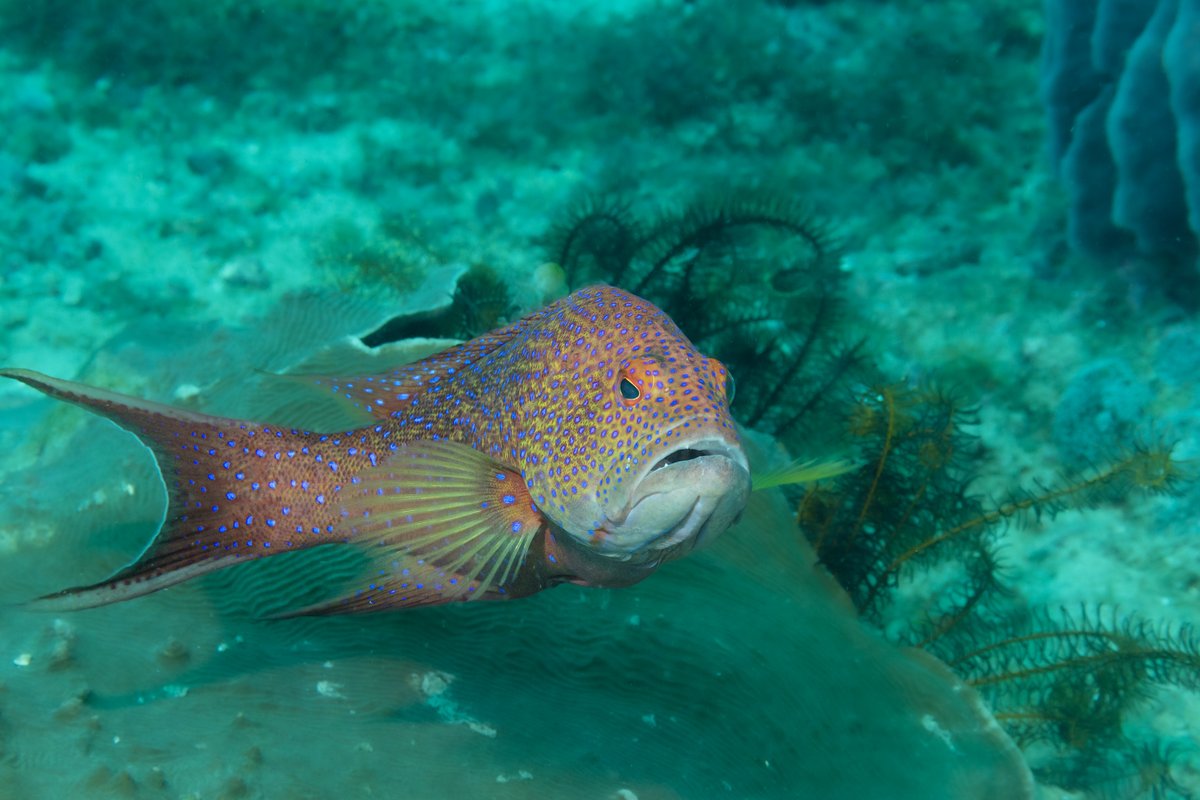 White-edge Coronation Trout hero image