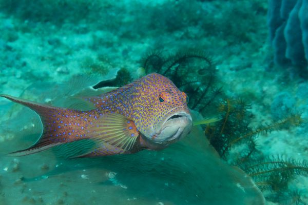 White-edge Coronation Trout - Photo 1