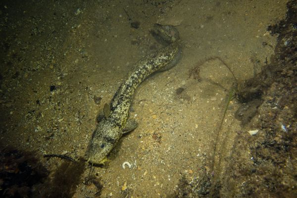 Estuary Cobbler - Photo 1