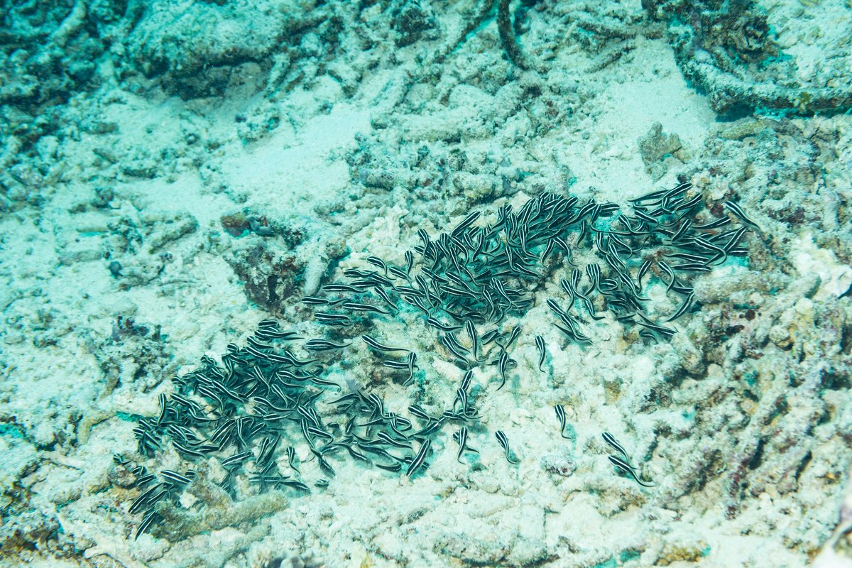 Striped Eel Catfish