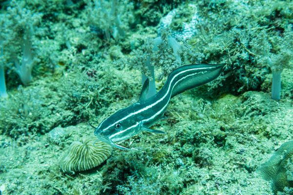 Striped Eel Catfish - Photo 2