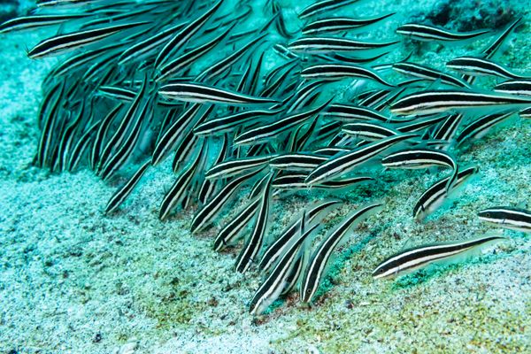 Striped Eel Catfish - Photo 3