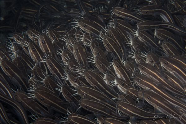 Striped Eel Catfish