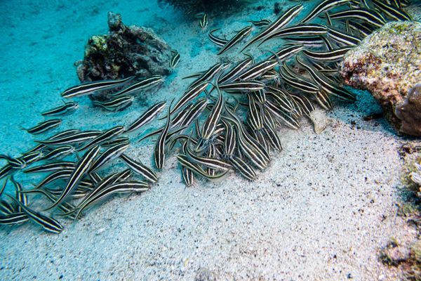 Striped Eel Catfish - Photo 4