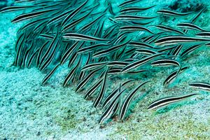 Striped Eel Catfish