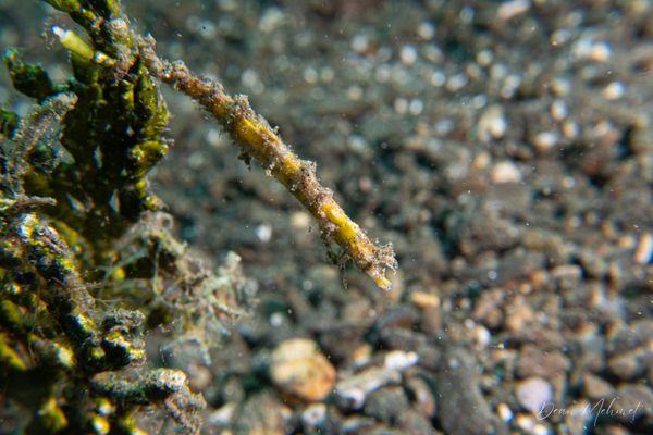 Shortpouch Pygmy Pipehorse - Photo 1