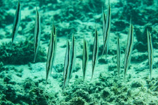 Jointed Razorfish - Gili Islands, Indonesia - 7 June 2023 - Dive 12 - Seahorse Bay