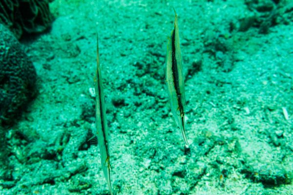 Jointed Razorfish - Photo 2