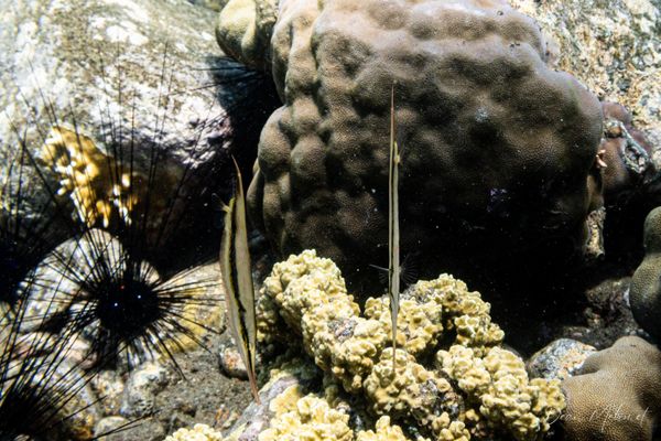 Jointed Razorfish - Photo 3