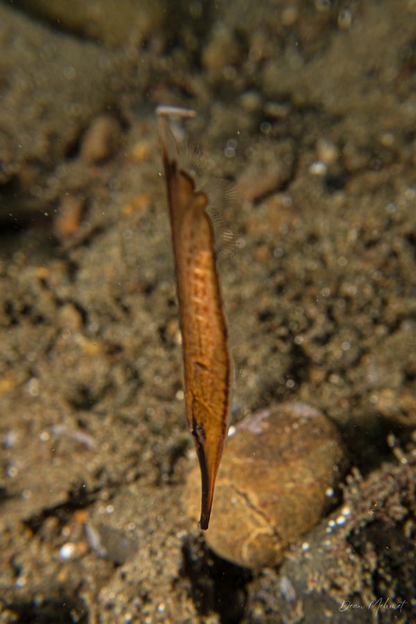 Jointed Razorfish - Photo 4