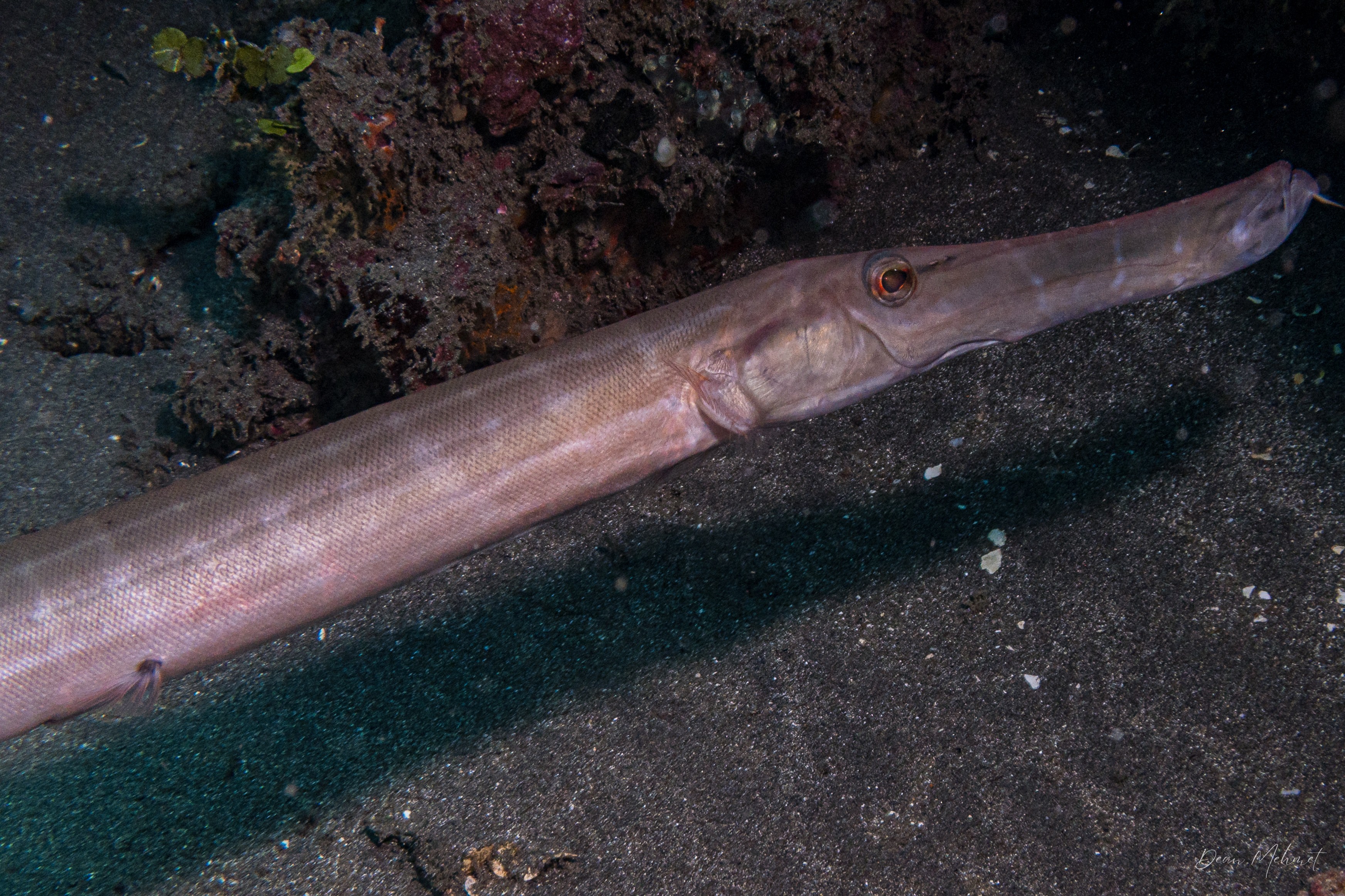 Pacific Trumpetfish