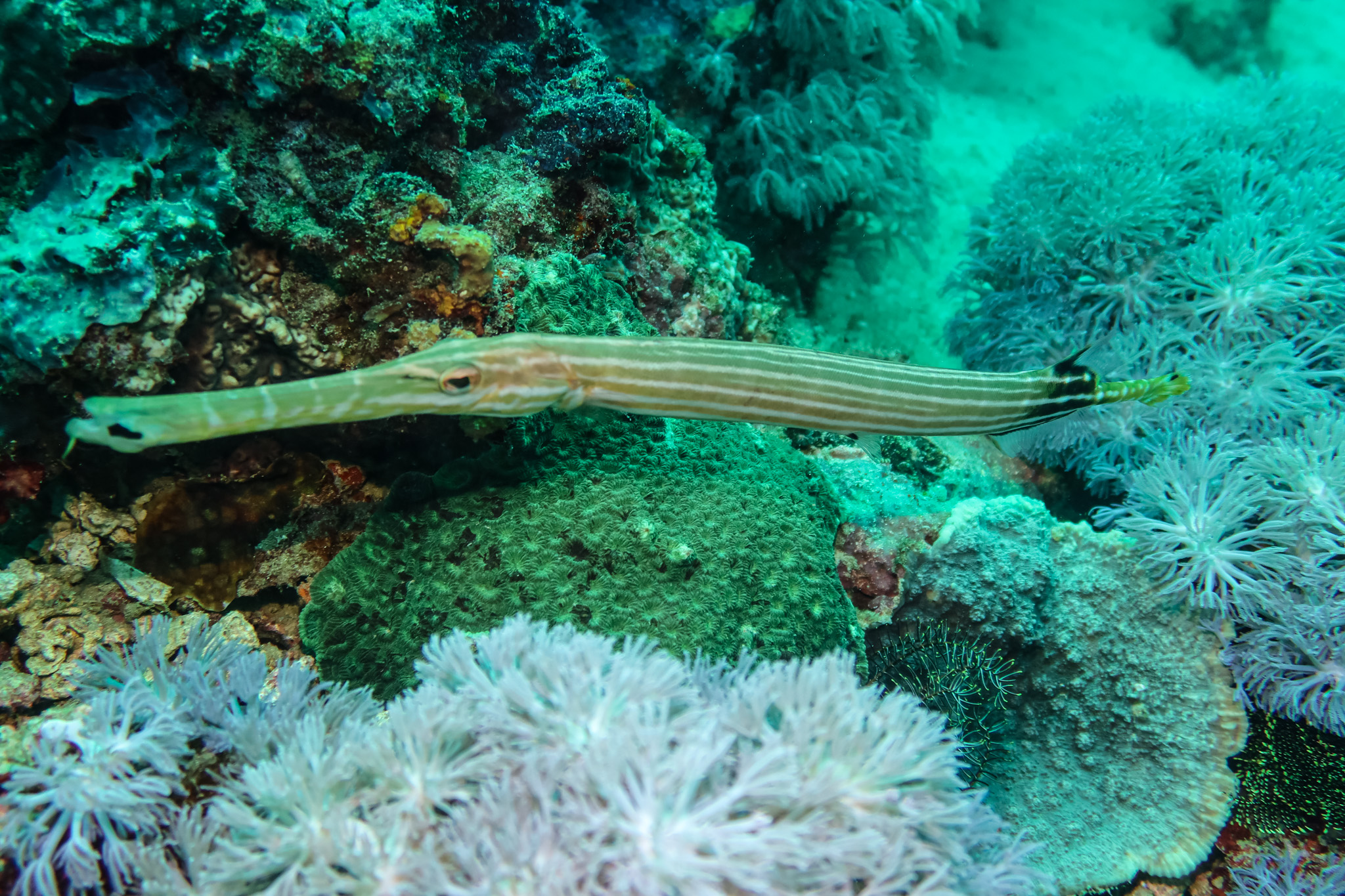 Pacific Trumpetfish
