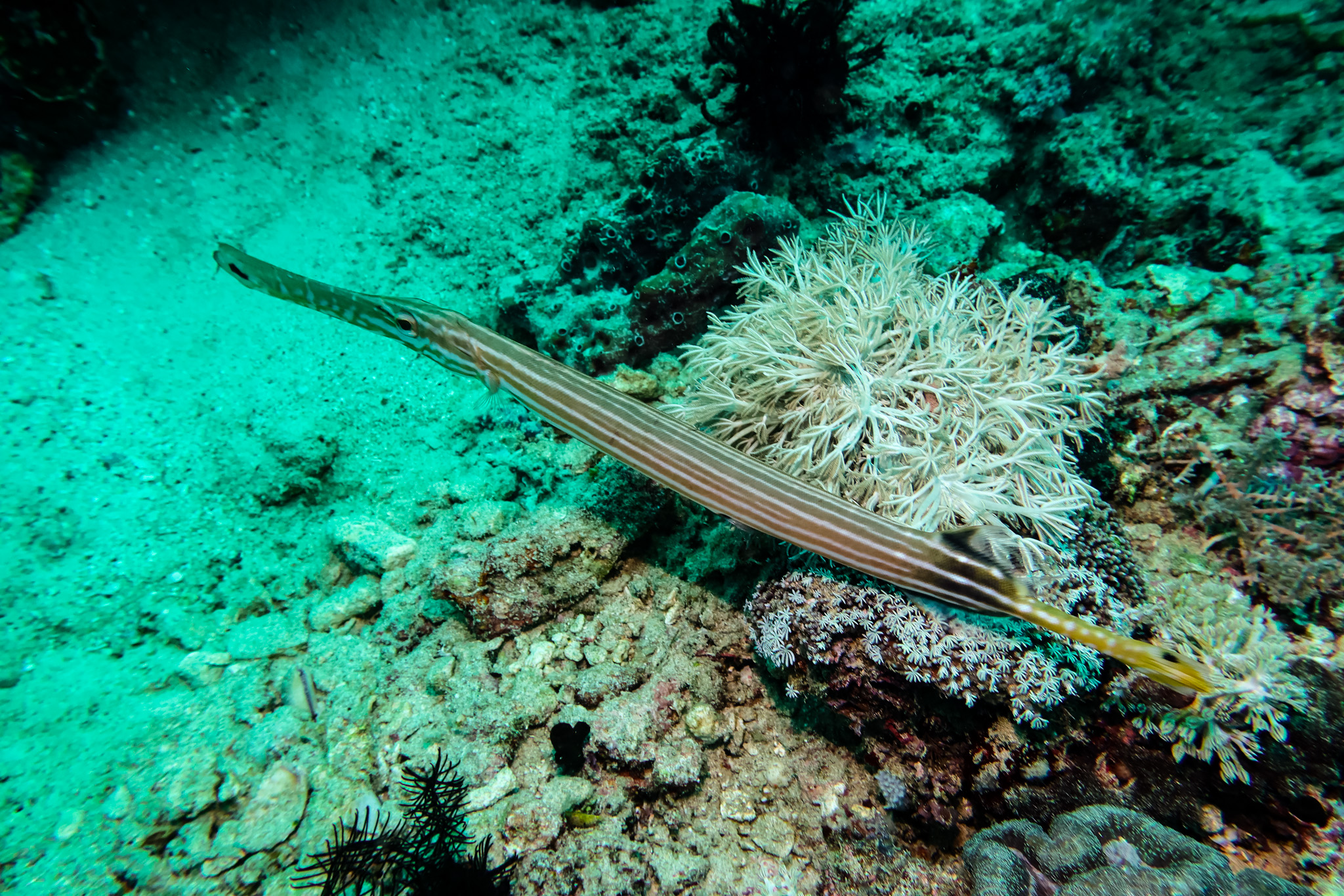 Pacific Trumpetfish