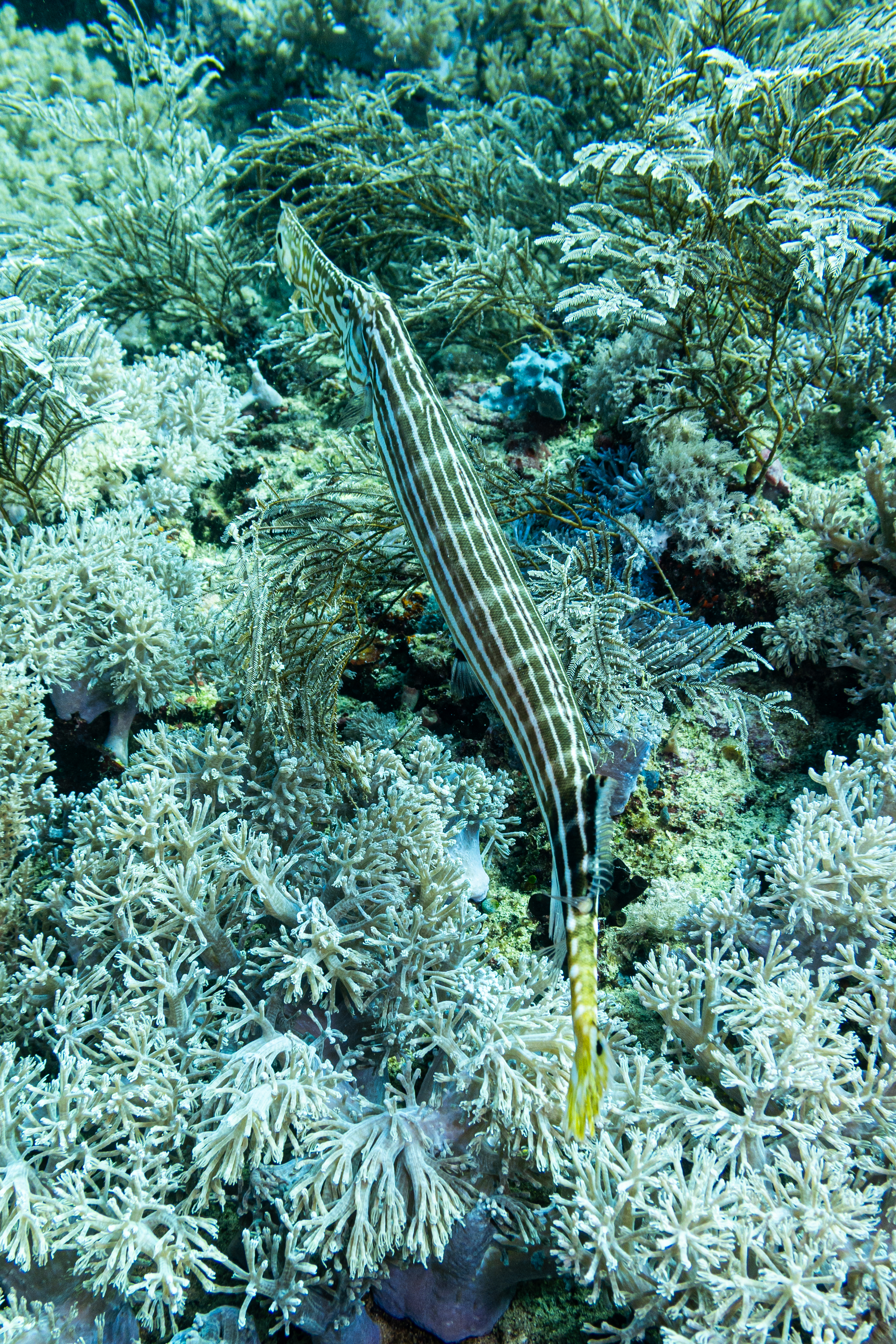 Pacific Trumpetfish