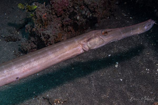 Pacific Trumpetfish - Photo 1