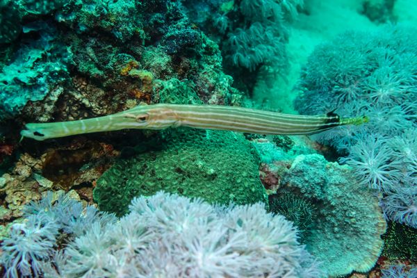 Pacific Trumpetfish - Photo 2