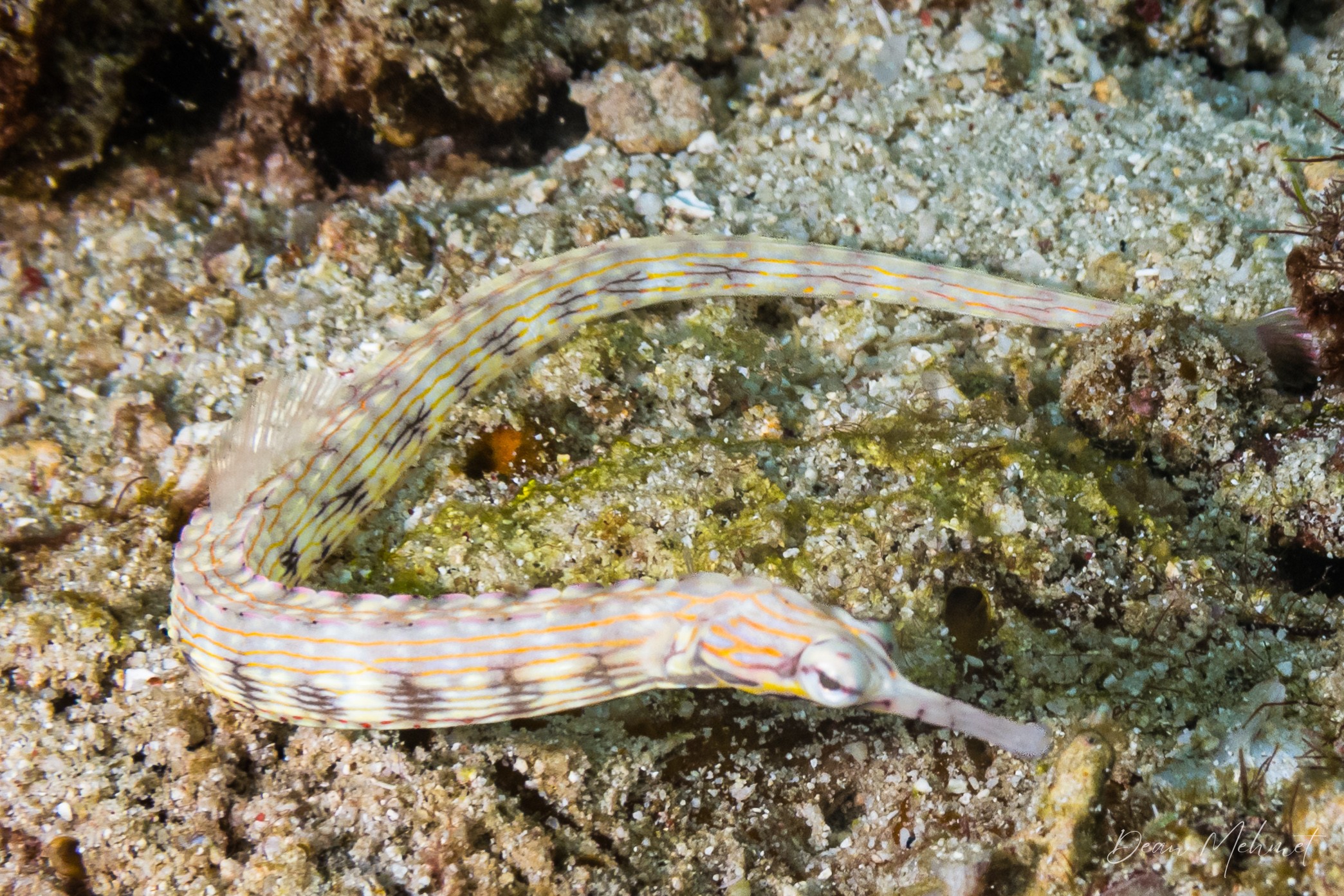 Reeftop Pipefish