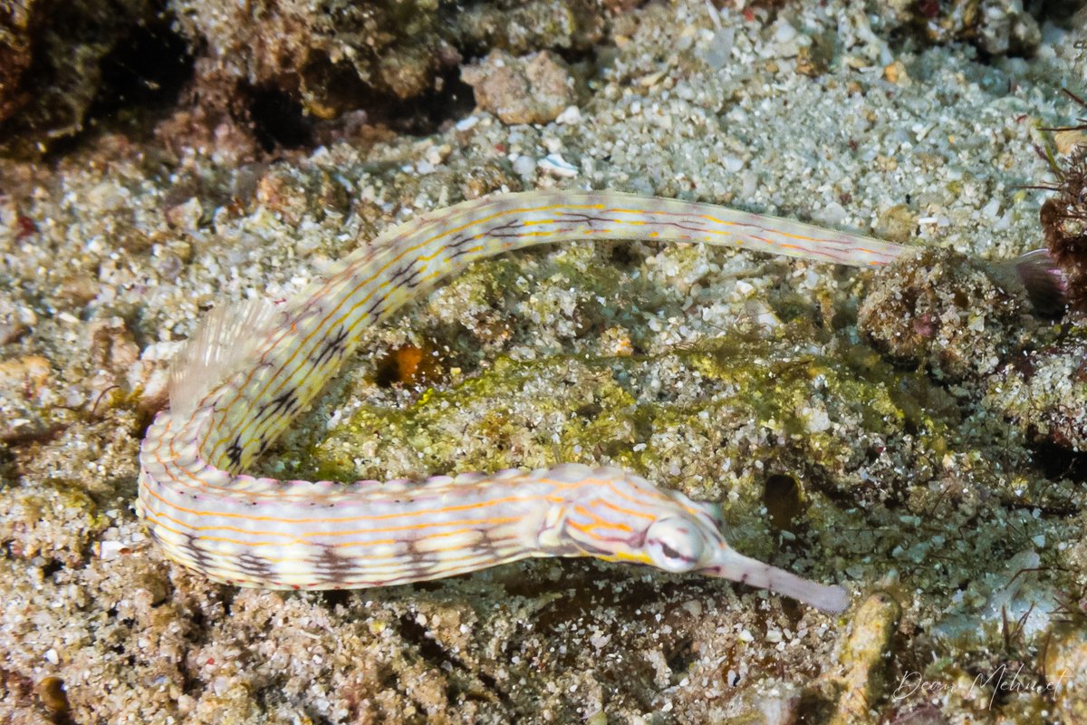 Reeftop Pipefish hero image