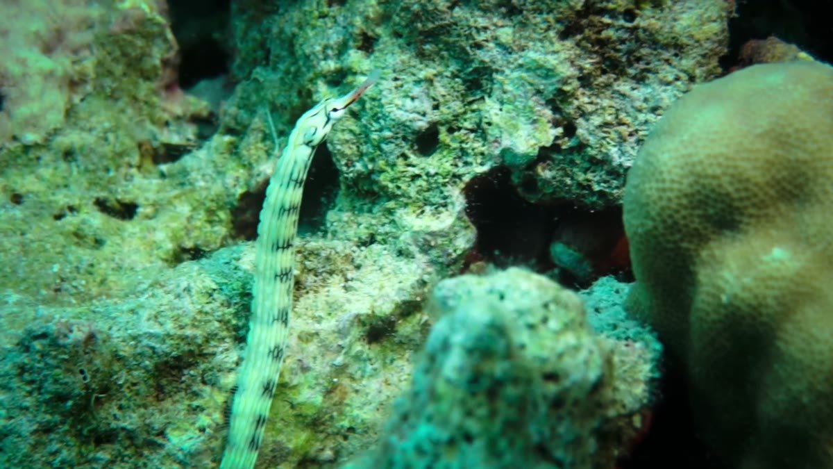 Reeftop Pipefish