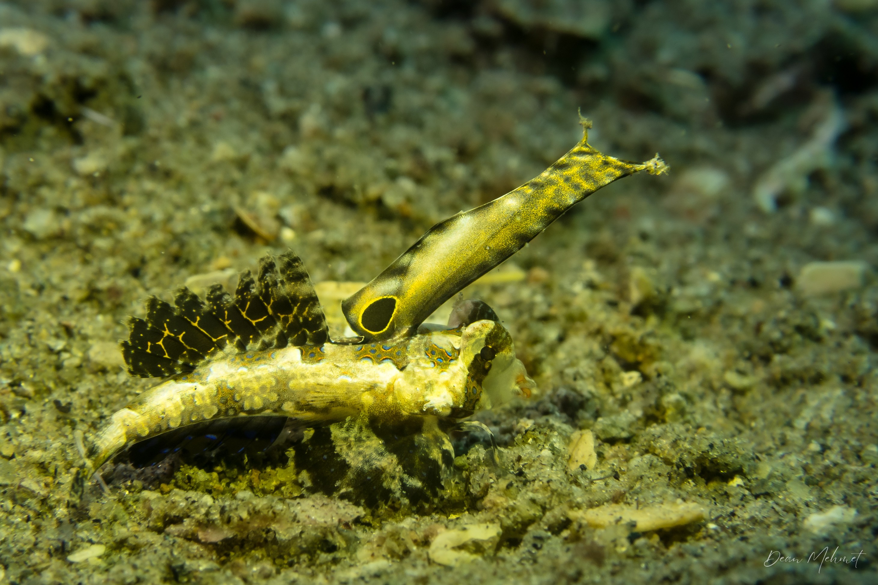 Orange and Black Dragonet