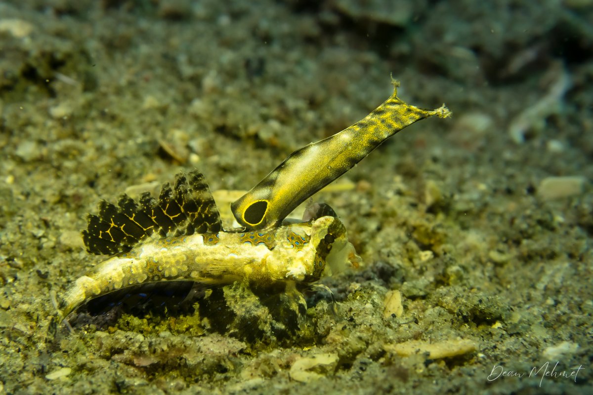 Orange and Black Dragonet hero image