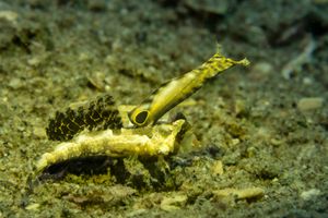 Pipefishes and Allies representative species