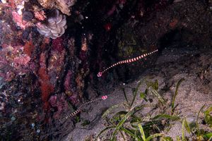 Banded Pipefish representative species