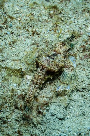 Little Dragonfish representative species