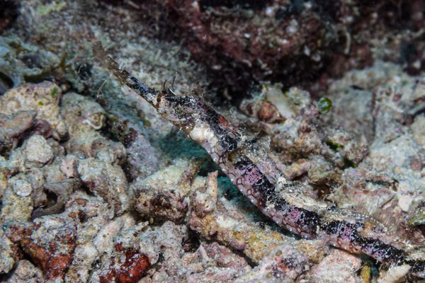 Winged pipefish - Photo 1