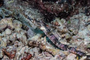 Winged pipefish representative species