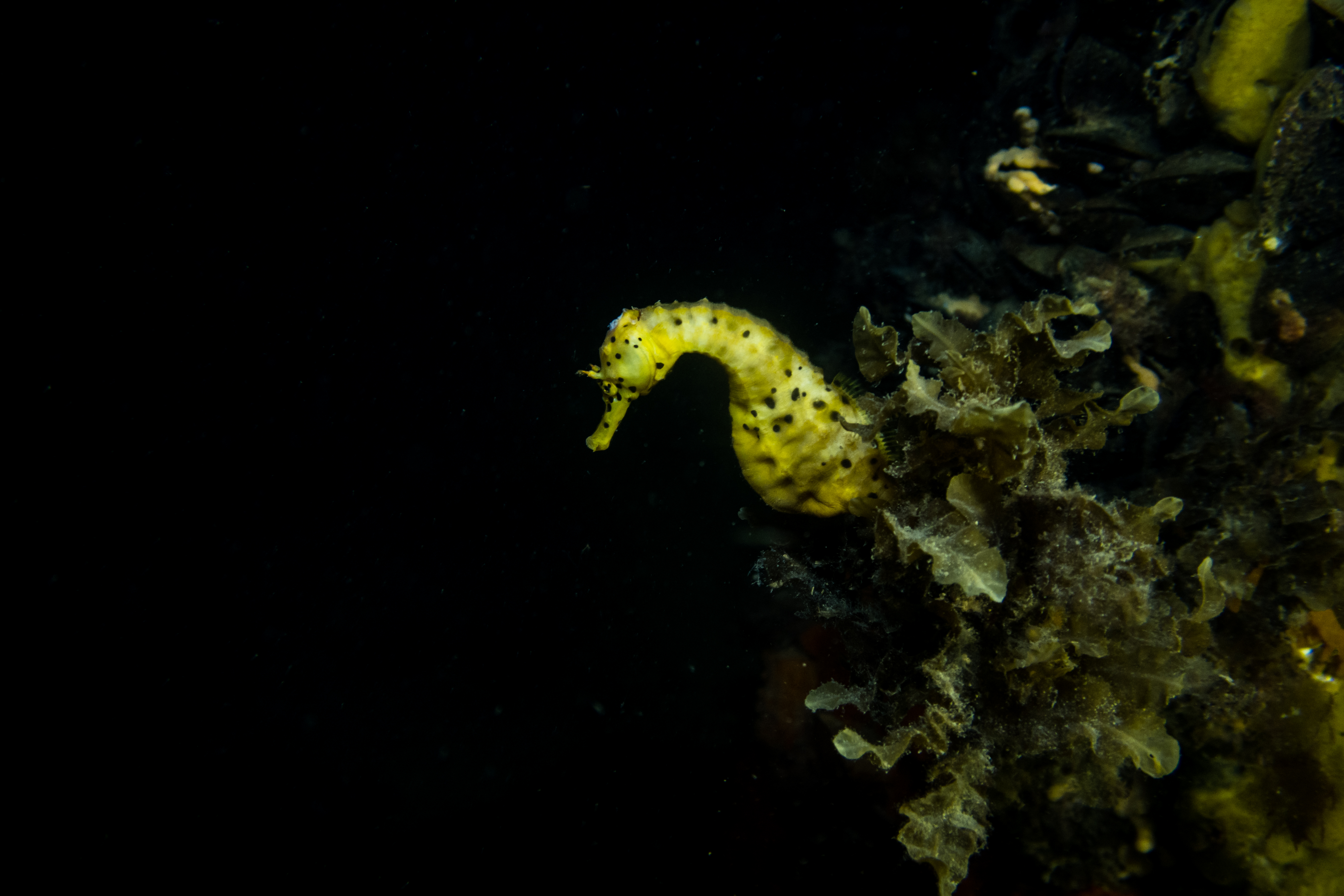 Bigbelly Seahorse