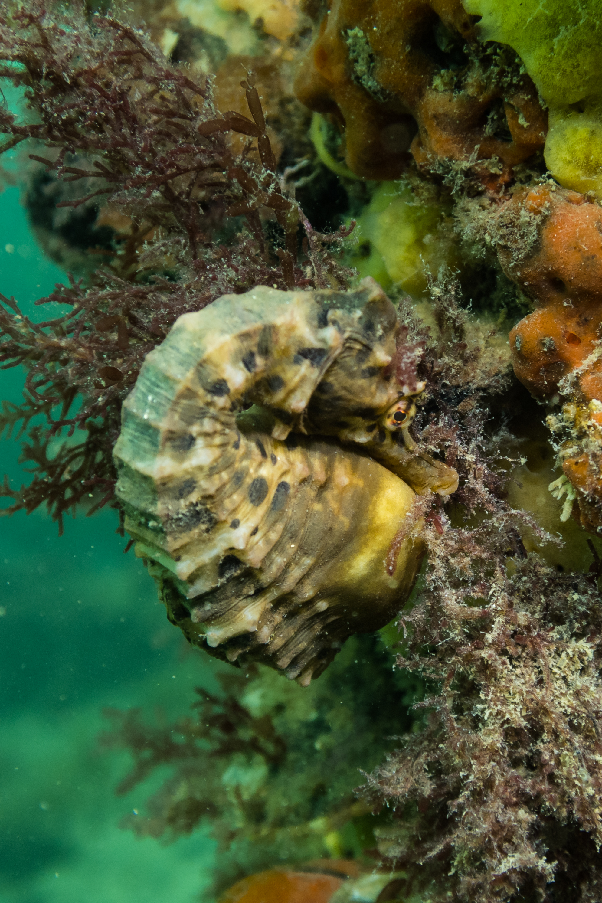 Bigbelly Seahorse