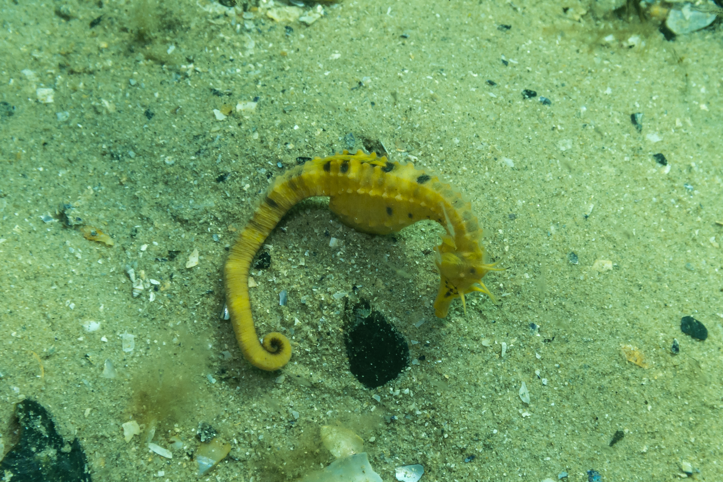 Bigbelly Seahorse