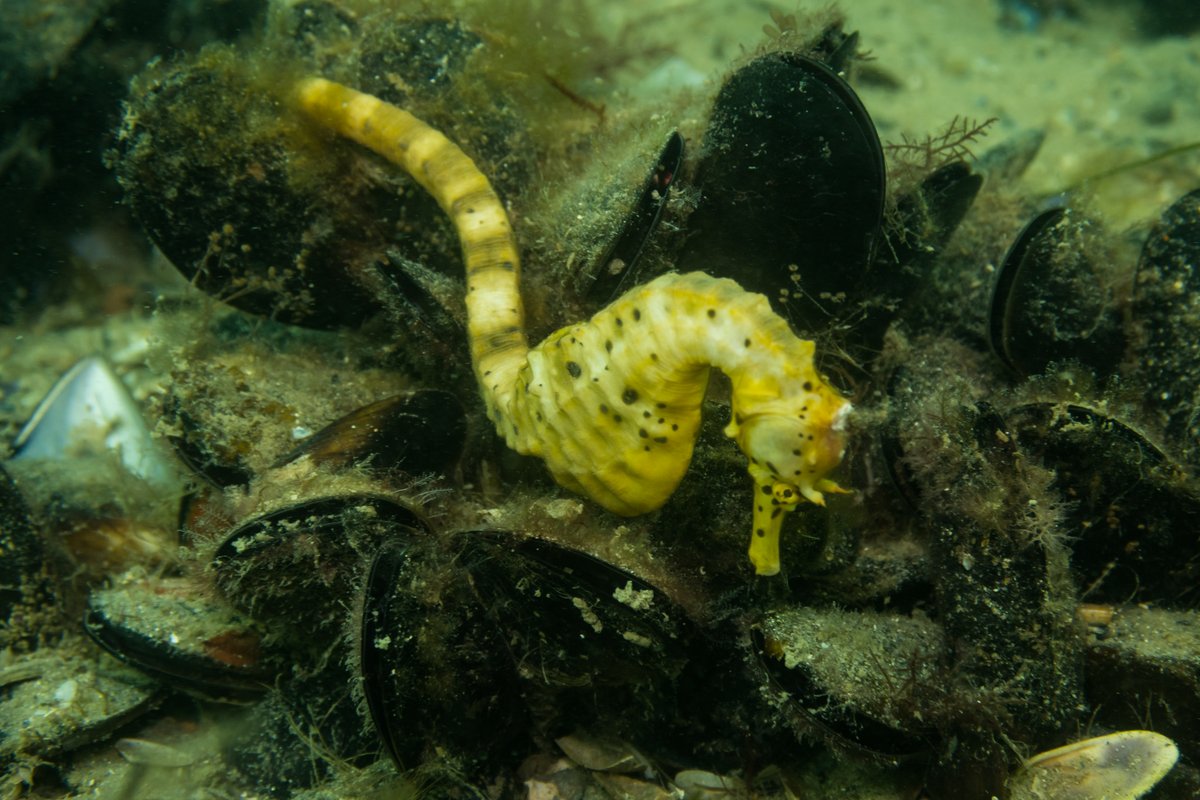 Bigbelly Seahorse hero image