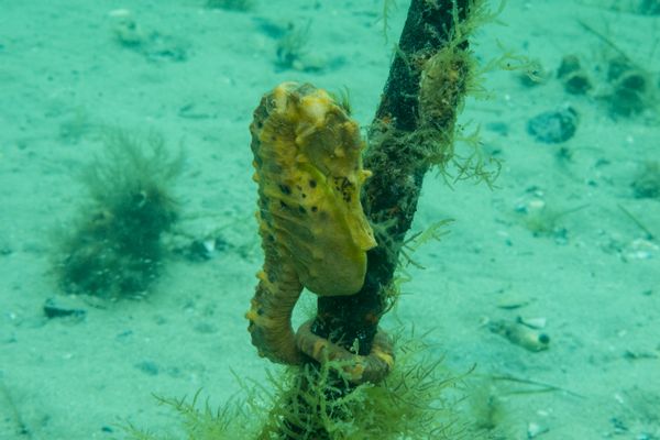Bigbelly Seahorse - Photo 6