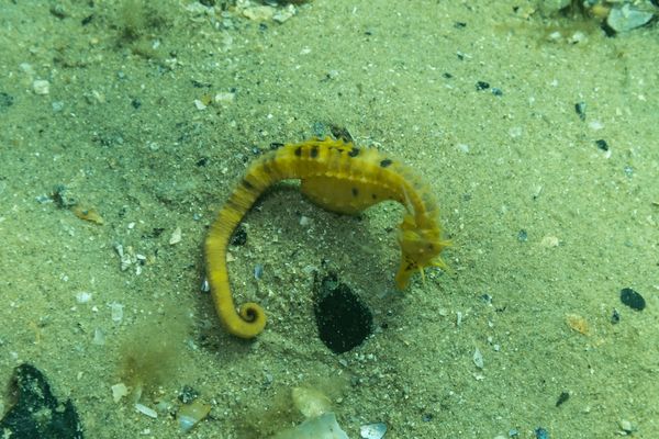 Bigbelly Seahorse - Photo 8