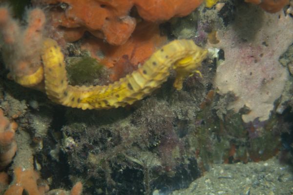 Bigbelly Seahorse - Photo 9