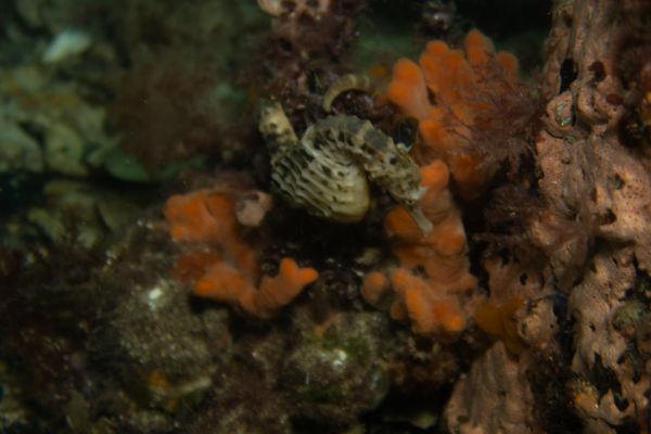 Bigbelly Seahorse - Photo 10