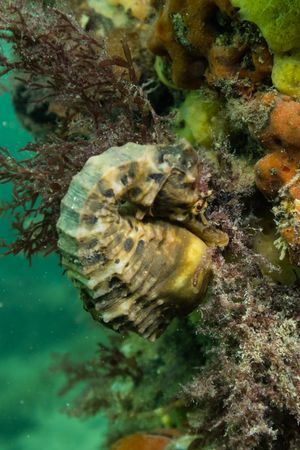 Bigbelly Seahorse