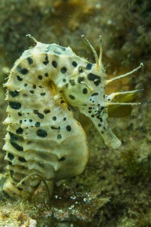 Blairgowrie Marina dive