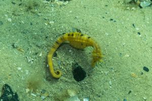 Rye Pier dive