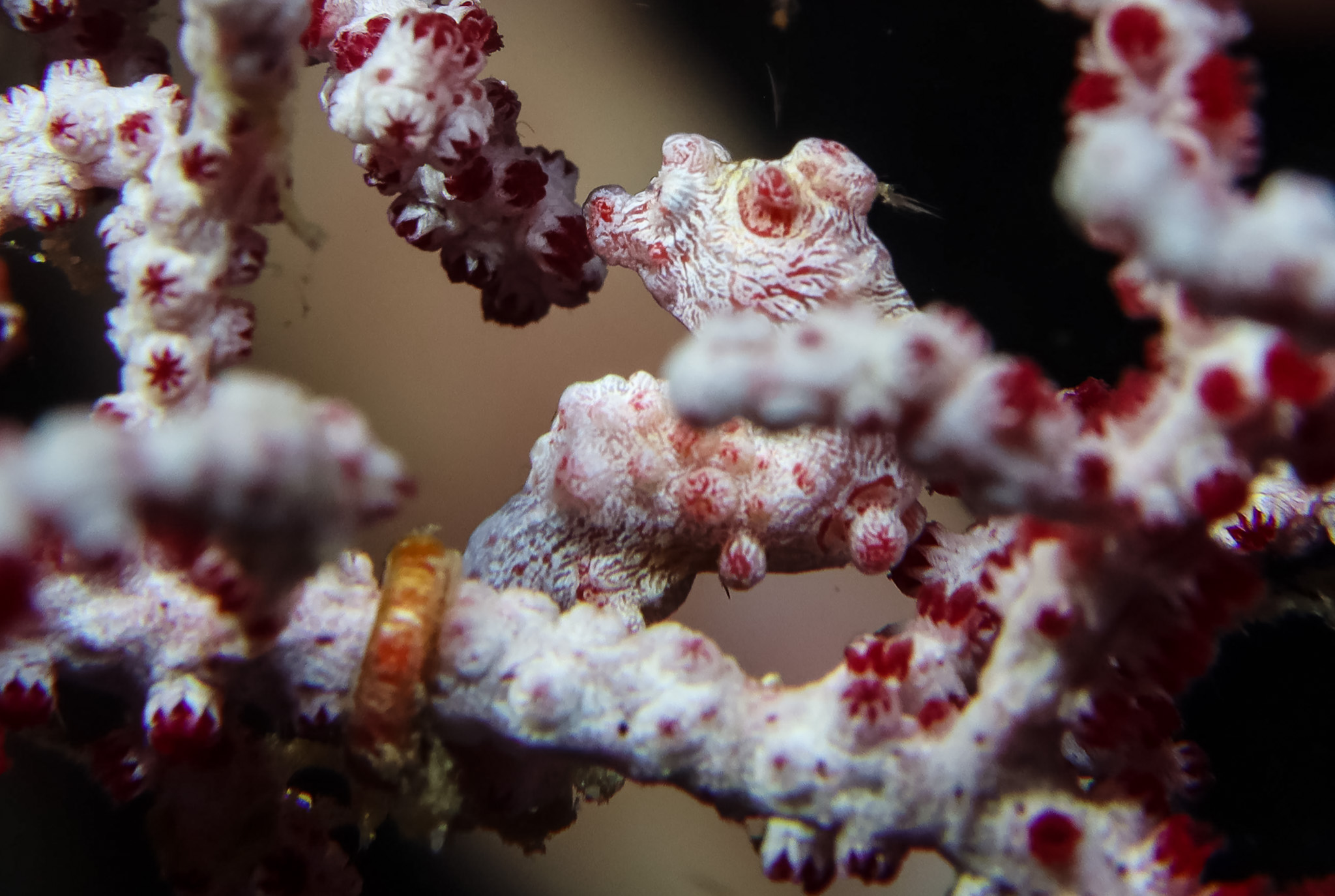 Pygmy Seahorse