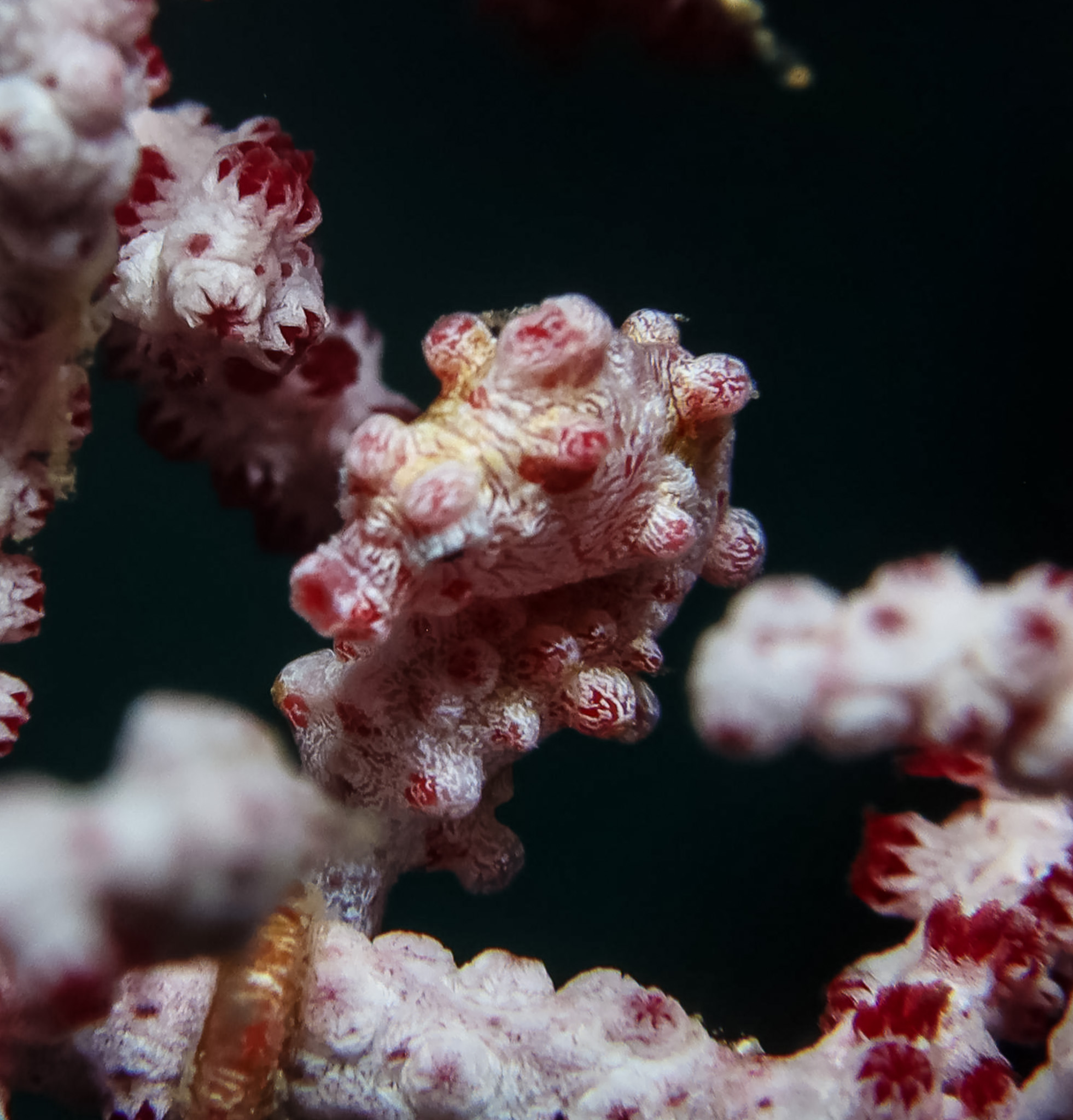 Pygmy Seahorse