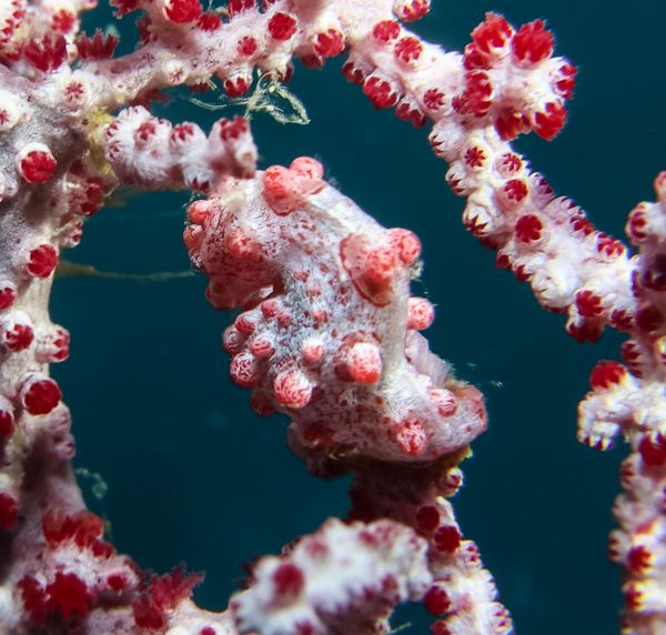 Pygmy Seahorse - Photo 3
