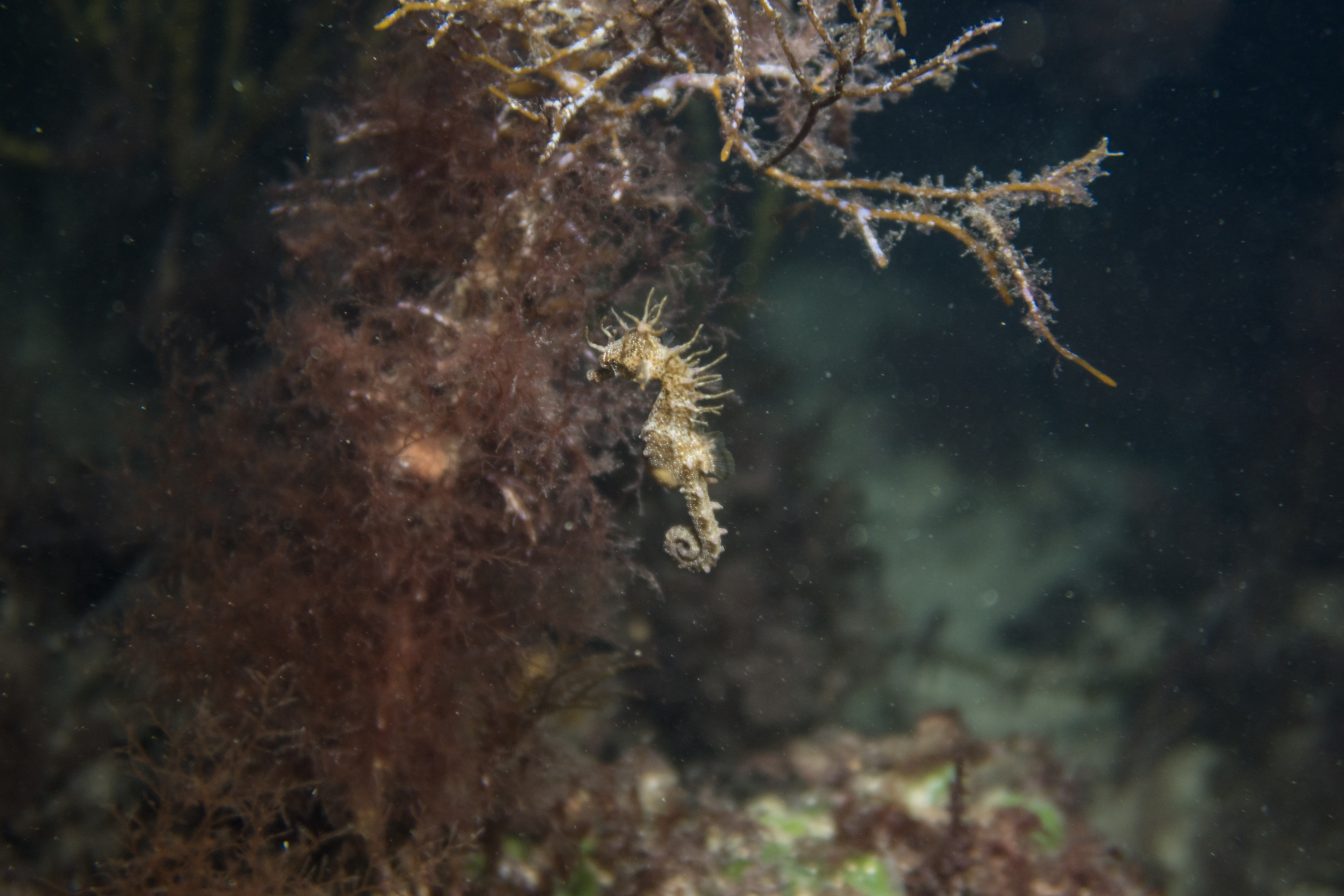 Shorthead Seahorse