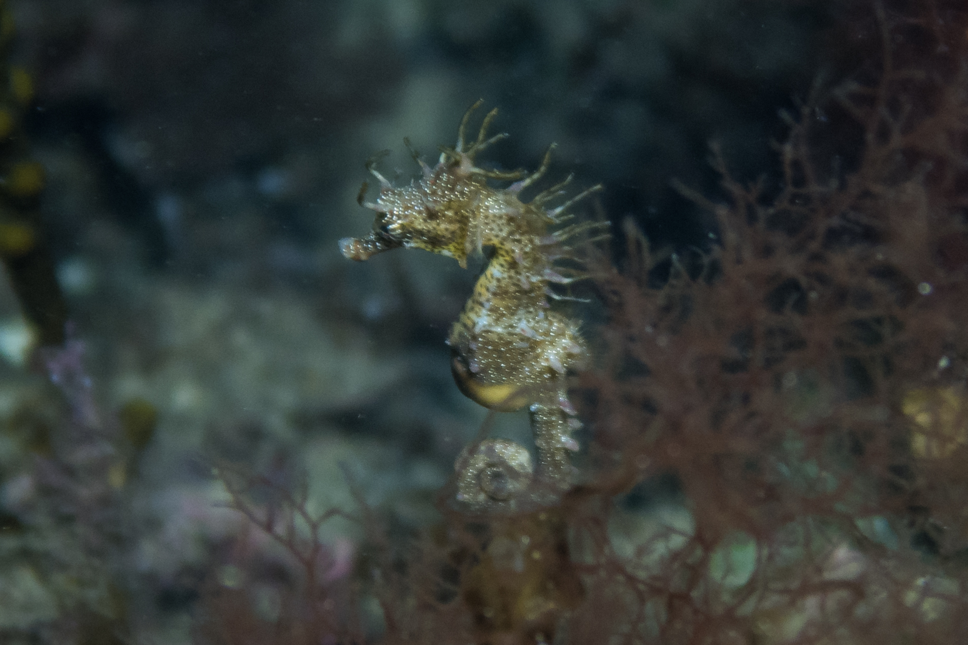 Shorthead Seahorse