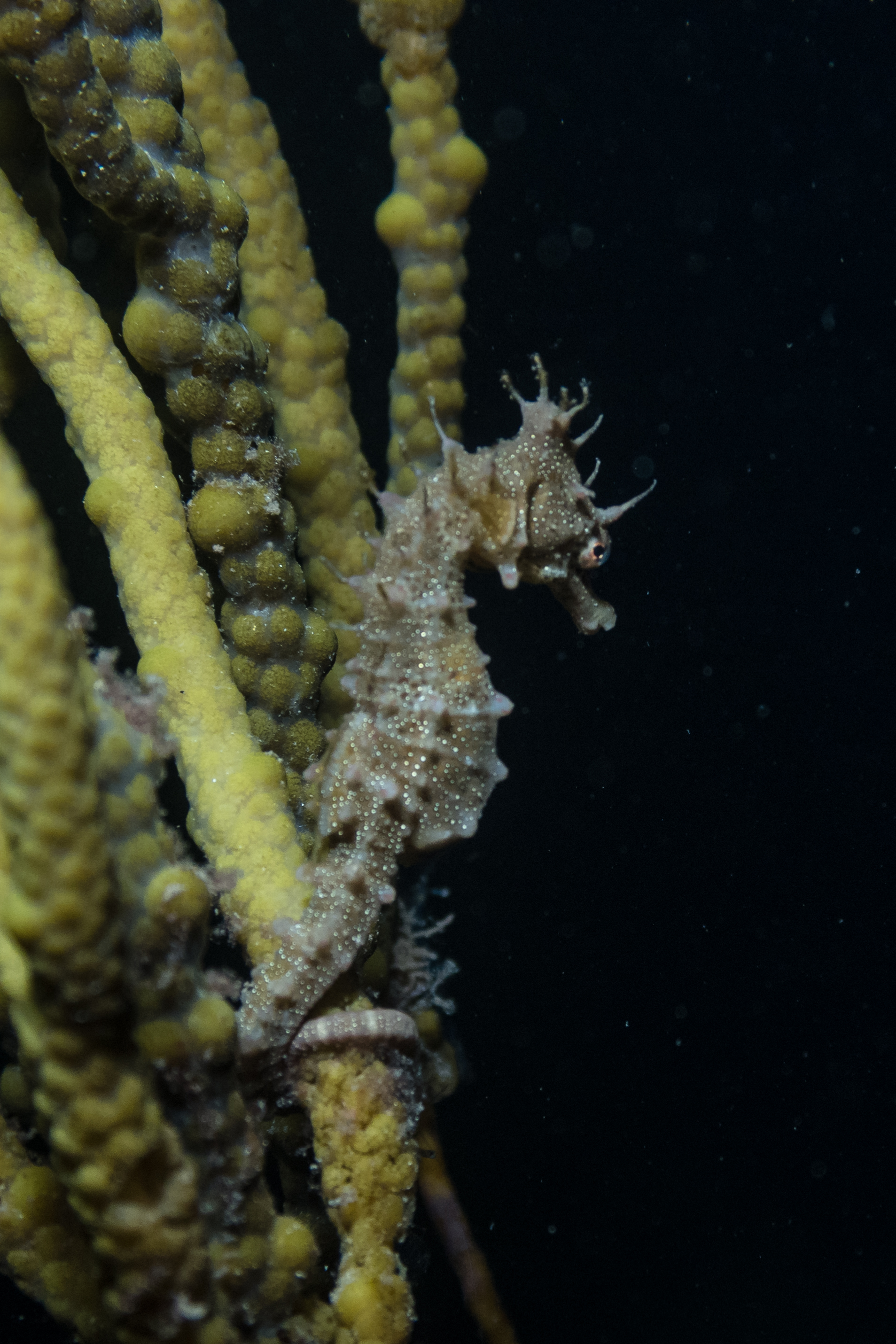 Shorthead Seahorse