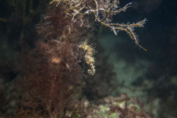 Shorthead Seahorse - Edithburg Pier / 26 June 2023