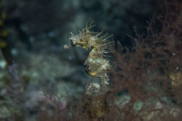 Shorthead Seahorse - Edithburgh Jetty - Undated - Dive 0